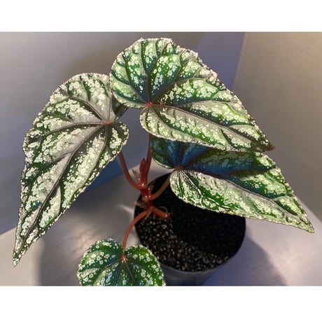 Begonia handelii var. prostrata from Viet Nam