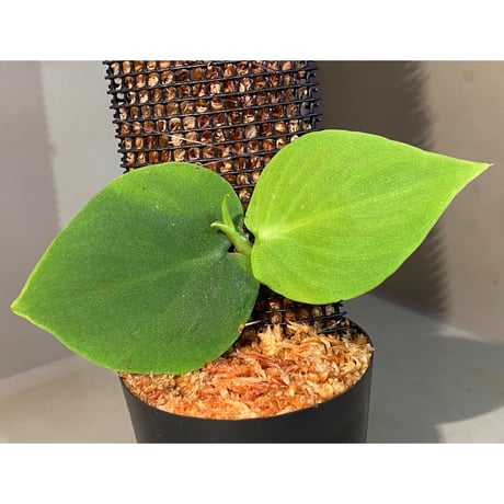 Philodendron sp. from Iquitos Peru [tanakay] ②