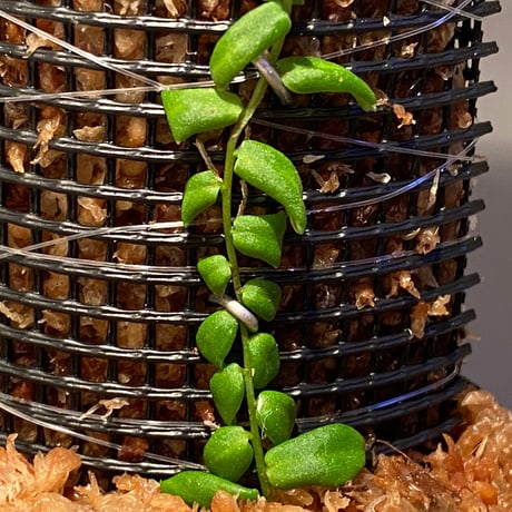 Marcgravia sp. from Colombia [LA0316-03]