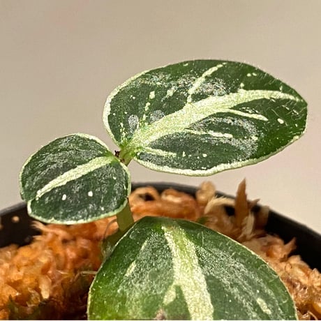 Argostema bifolium from Bukit Larut [TK130717]