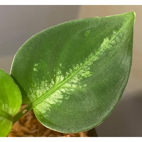 Aglaonema pictum “島風”13冬　from Sibolga timur ［AZ0813-4］