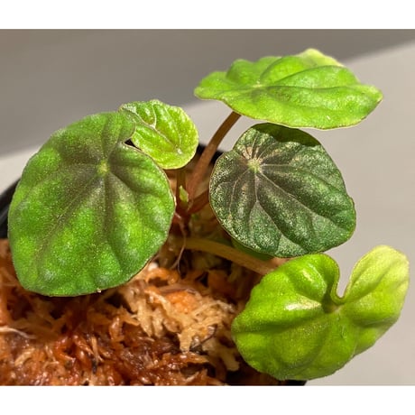 Peperomia meridiana from Ecuador [tanakay]