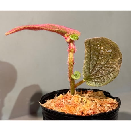 Sonerila sp. from Bukit Biru West Kalimantan