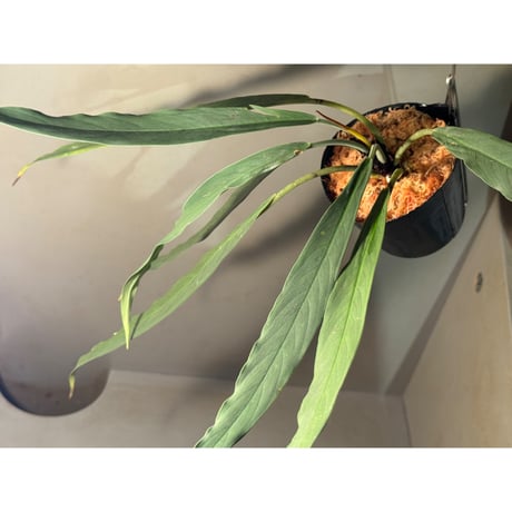 スキスマトグロッティス | STORES