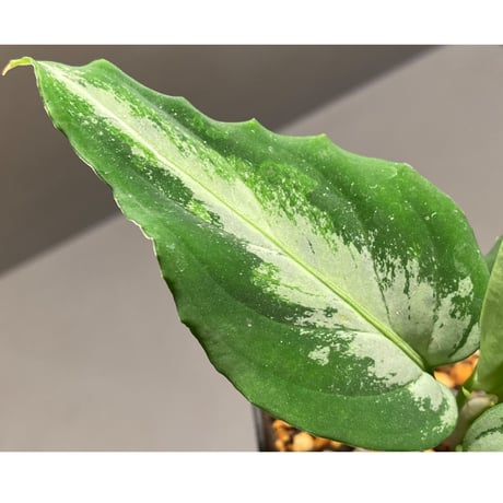 Aglaonema pictum from Sumatera Utara [KN]