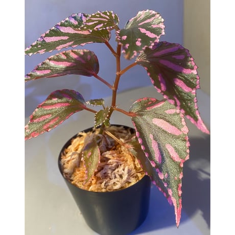 Begonia sp. ぼっち株 from Julau [R1214-01b]