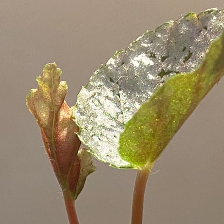 Begonia formosana from Taiwan