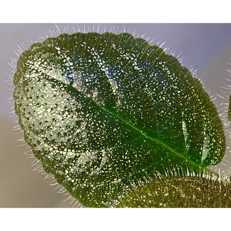 Gesneriaceae, Episcia lilacina from Colombia 2016 [tanakay]