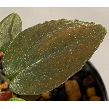 Homalomena sp. from Mt. Besar