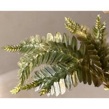 Selaginella sp. from Ngabang West Kalimantan ②