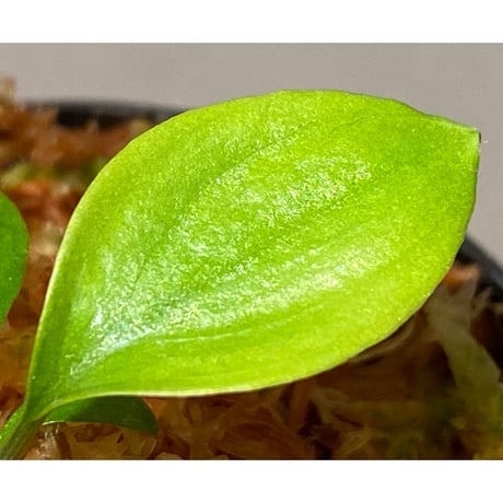 Homalomena sp. "Aceh selatan" Aceh Sumatra [TB]