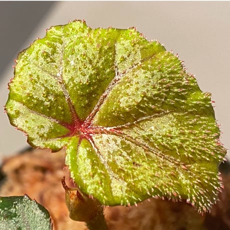 Begonia sp. from North Toraja [S0919-02] STRINGE PLANTS