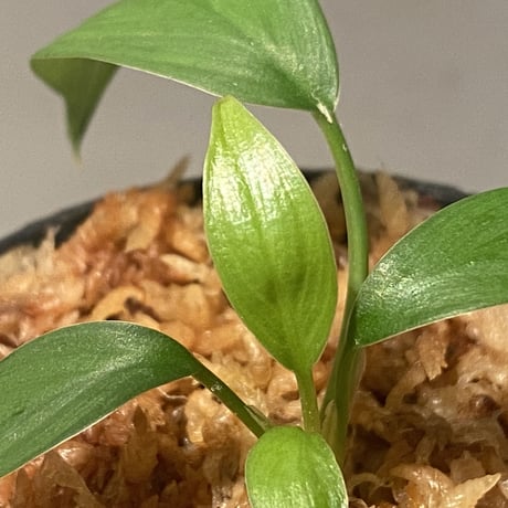 Homalomena sp. from Kuala Balah [TK270316]