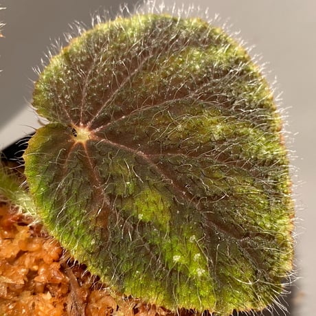 Begonia conipila from Borneo
