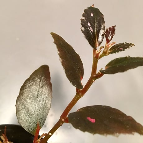 Begonia sp. from Julau [R1214-01b]