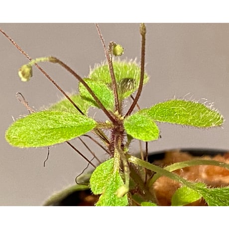 Codonoboea sp. from Sumatera barat [LA0317-01]