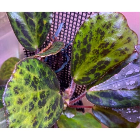Begonia blancii