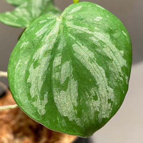Philodendron sp. from Colombia [tanakay]