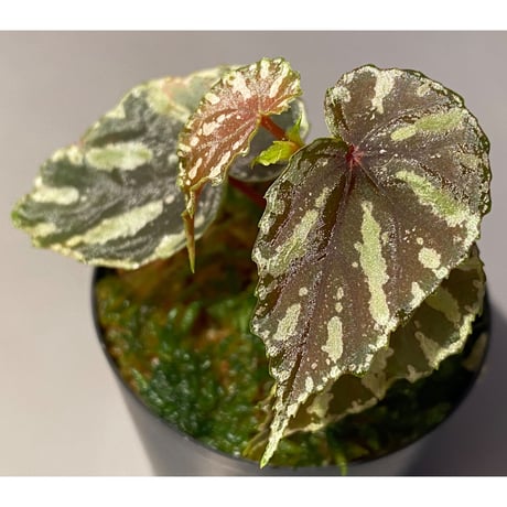 Begonia penrissenensis from Gunung Penrissen Sarawak