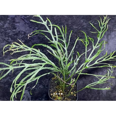 Microsorium sp. from Saripoi [LA0515-02]