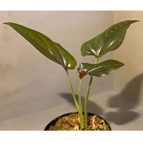 Syngonium sp. from Choco Colombia [tanakay]