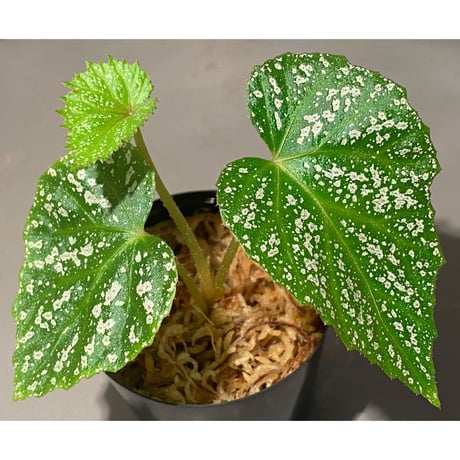 Begonia sp. from Na Hang [YH1118] TK