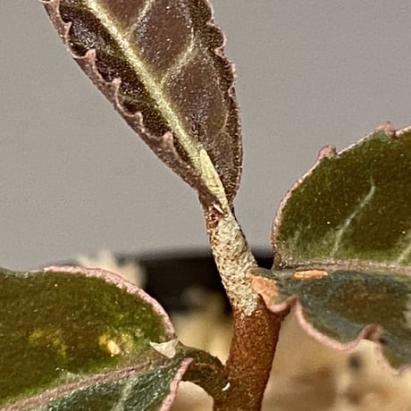 Emblemantha urnulata (Labisia sp.) from Riau sumatera [LA0815-01]