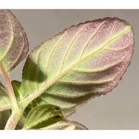 Gesneriaceae gen. from Kalimantan Barat
