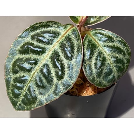 Ardisia sp. "Turtle Back" from Borneo