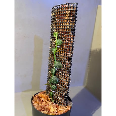 Rhaphidophora cryptantha
