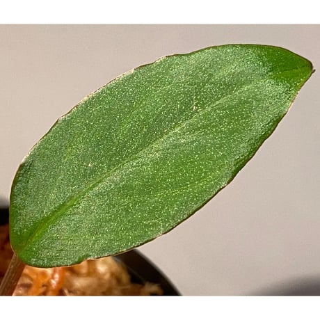 Homalomena sp. "Nanga pinoh" セミビロード Melawi Kal barat [TB]