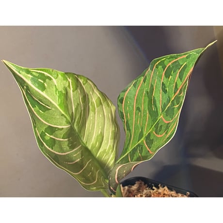 Aglaonema Mutant (rotundum × pictum)