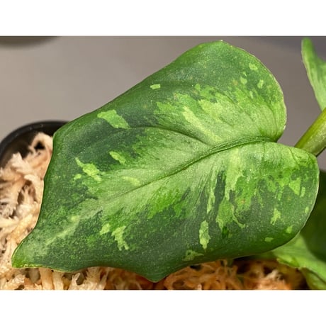 (メタルタグ付き) Aglaonema pictum " White-Devil" JCS from Pulau Nias [AZ0715-2]
