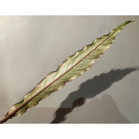 Schismatoglottis sp. "Dragon Tail" from Pangkalan Bun