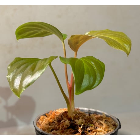 Homalomena sp. "Black Jambu" from Round Purbalingga [カミハタ 2023]