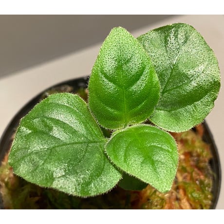 Unknown from Miri Sarawak Borneo