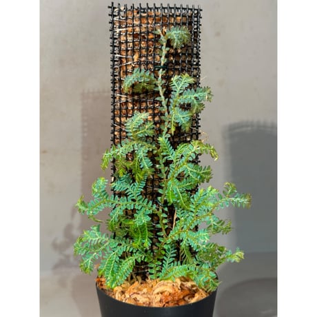 Selaginella willdenowii