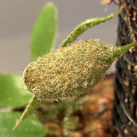 Pyrrosia nummularifolia from Santa Fe Luzon Philippines [KSB]