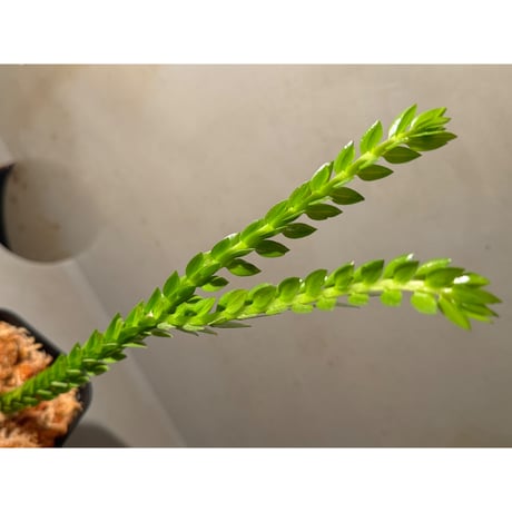 (大株) Phlegmariurus phlegmarioides Aimas, Sorong, West Papua 伊藤蟻植物農園