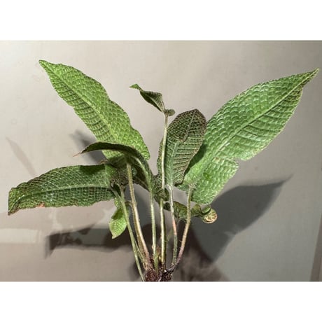 Thelypteris sp. from Hong Kong [YH0918]