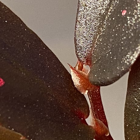 Begonia sp. from Julau [R1214-01b]