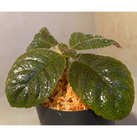 Unknown from Iquitos Peru [tanakay]