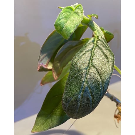 Columnea spathulata [STRINGE PLANTS]