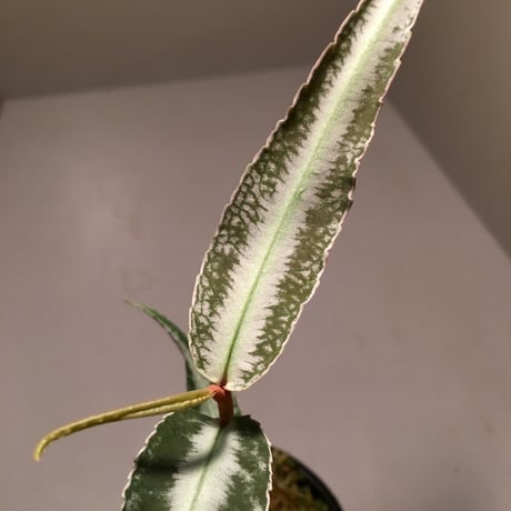Labisia sp. from Hulu kapuas Kalimantan barat