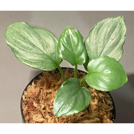 Homalomena sp. "Green" from Bogor