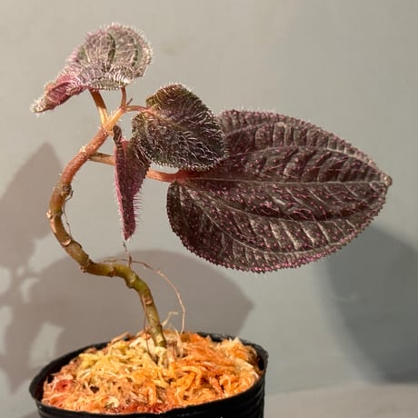Sonerila sp. from Landak West Kalimantan