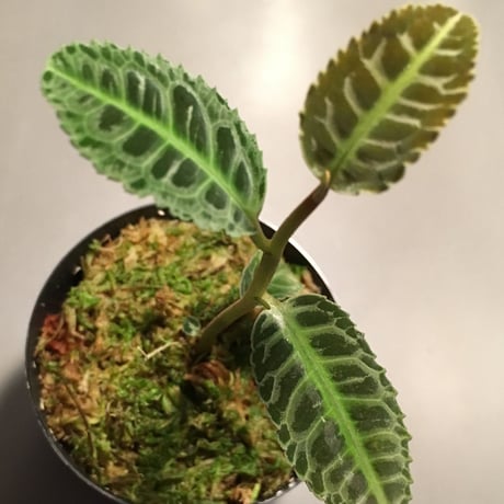 Labisia sp. from Riau Sumatera