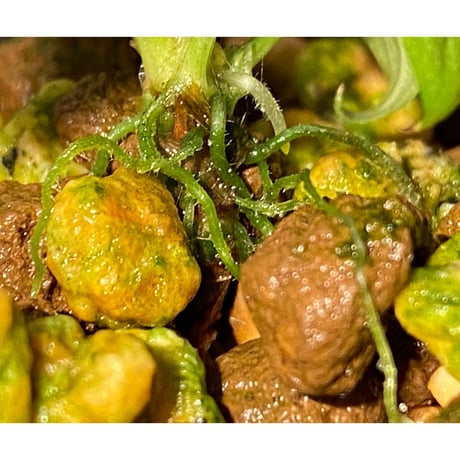 Homalomena sp. from Padang sumatera [LA0117-02]