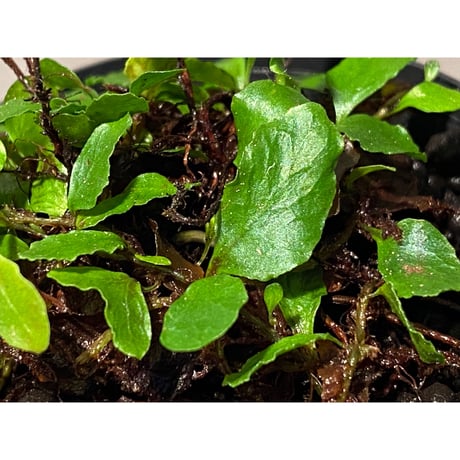 Microgramma heterophylla 伊藤蟻植物農園