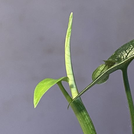 sp. from Bahia Solano Colombia [tanakay]